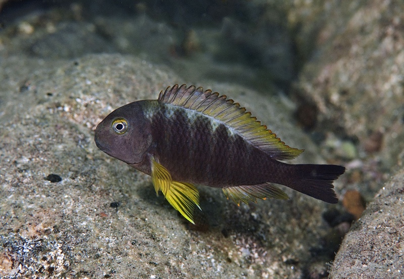 Tropheus sp. 'lukuga' Miyako Point